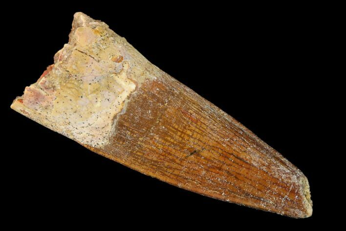 Spinosaurus Tooth - Real Dinosaur Tooth #159207